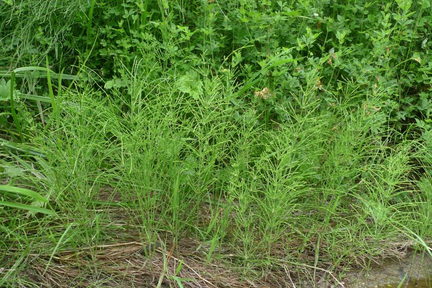 Flora of New Zealand | Taxon Profile | Equisetum arvense