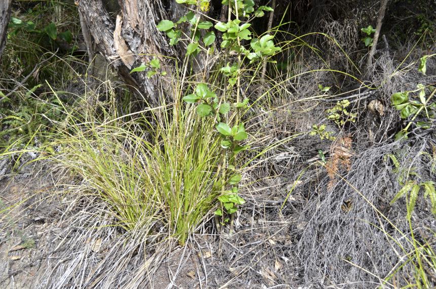 Flora of New Zealand | Taxon Profile | Carex longebrachiata