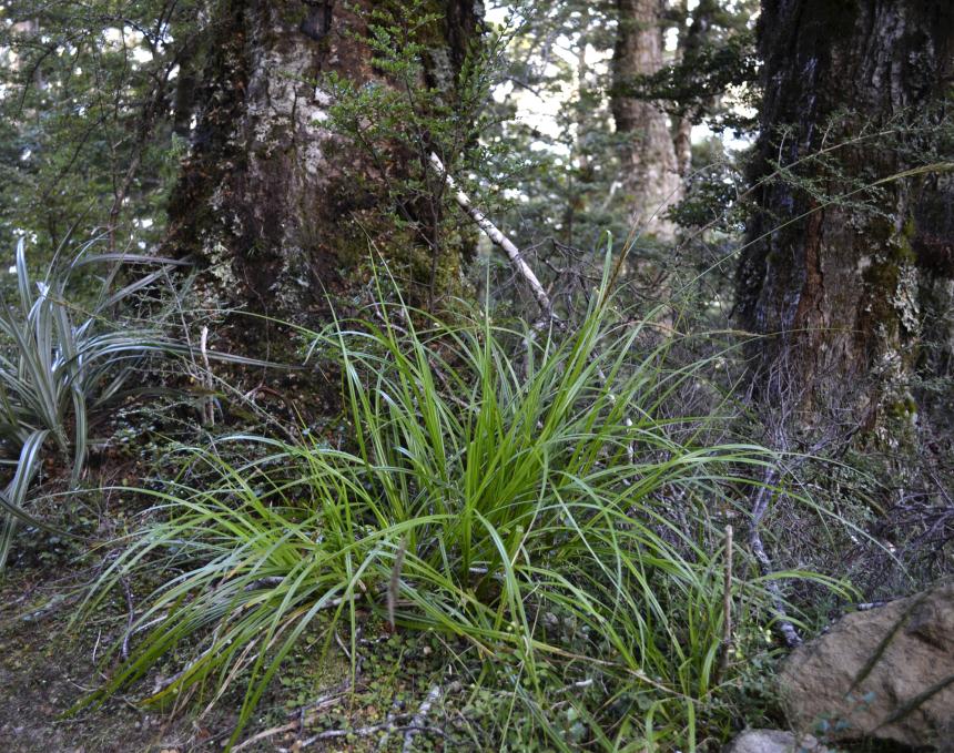 flora-of-new-zealand-taxon-profile-carex-corynoidea