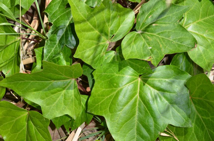 Flora of New Zealand | Gallery Profile | Hedera canariensis