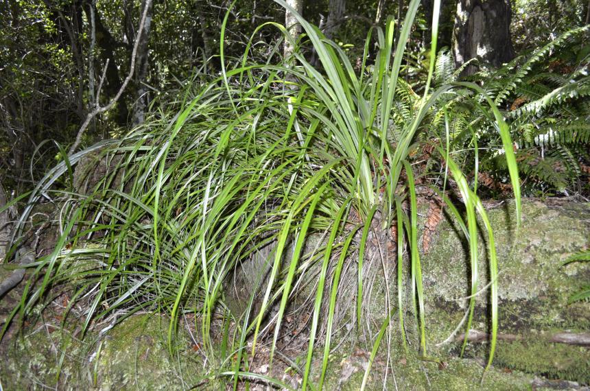 Flora of New Zealand | Taxon Profile | Astelia solandri