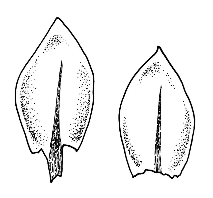 Flora of New Zealand | Taxon Profile | Bryum argenteum