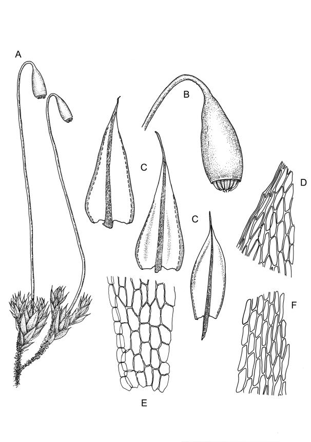 Flora of New Zealand | Taxon Profile | Bryum caespiticium