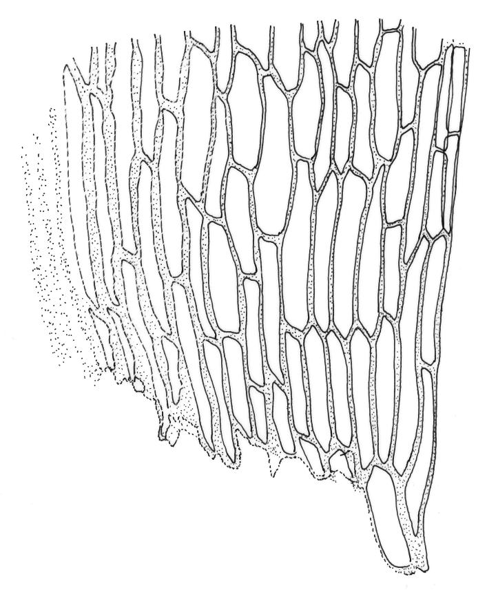 Flora of New Zealand | Taxon Profile | Blindia immersa