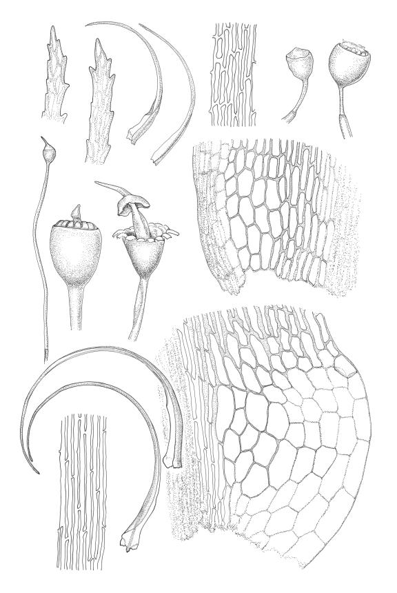 Flora of New Zealand | Taxon Profile | Blindia robusta