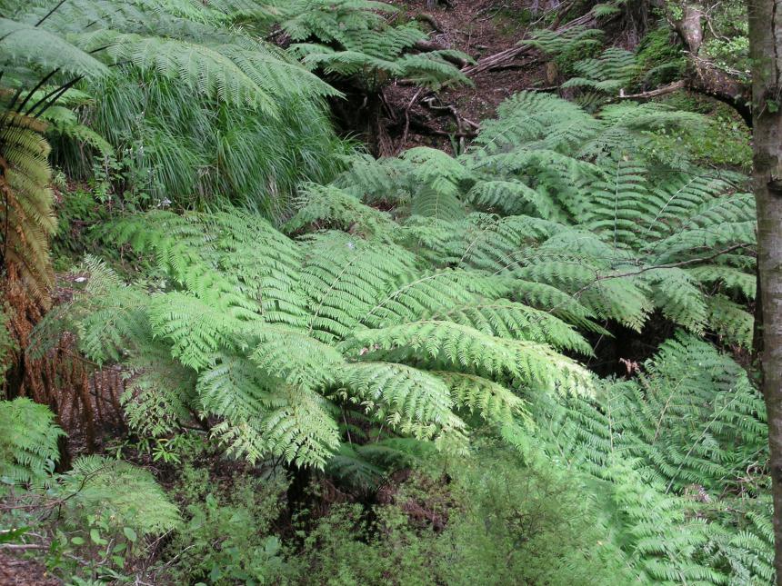 Flora of New Zealand | Taxon Profile | Cyathea dealbata