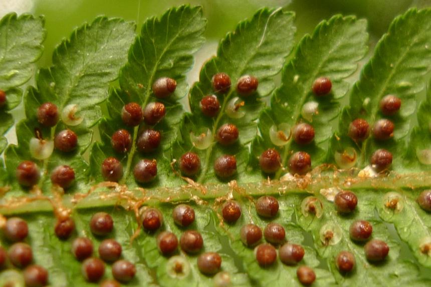 Flora of New Zealand | Taxon Profile | Cyathea kermadecensis