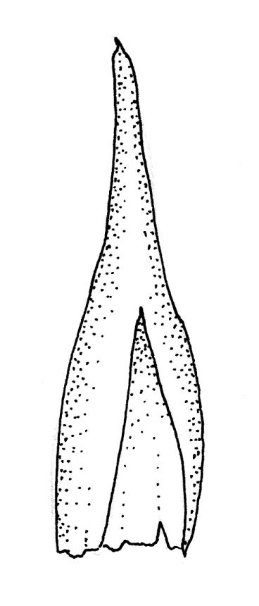 https://www.nzflora.info/factsheet/Taxon/Cryptopodium-bartramioides.html