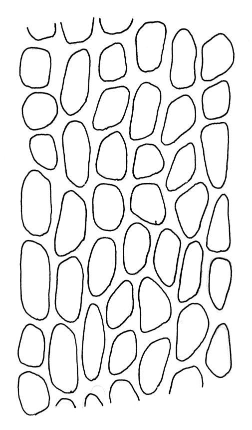 https://www.nzflora.info/factsheet/Taxon/Cryptopodium-bartramioides.html