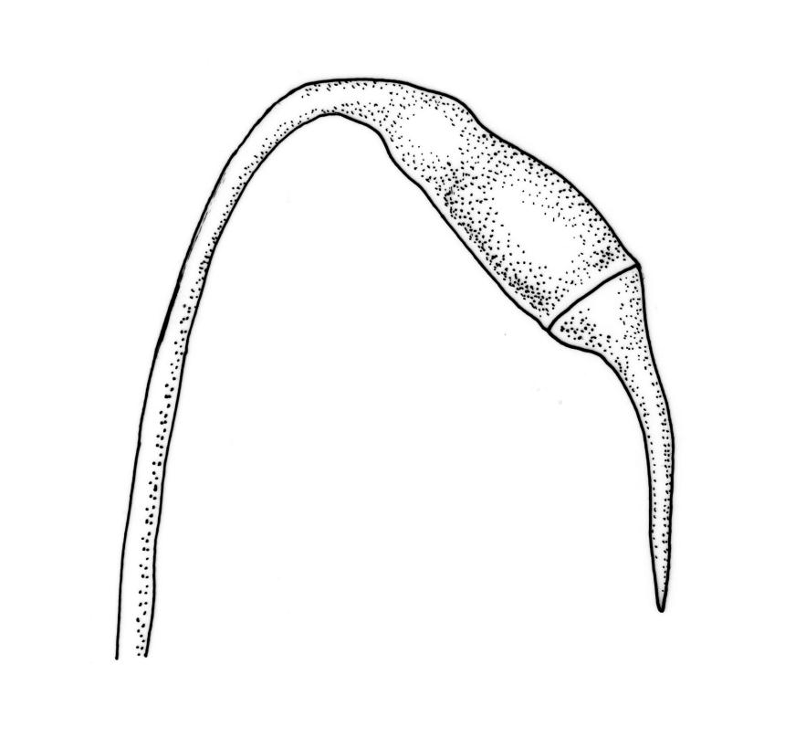 https://www.nzflora.info/factsheet/Taxon/Rhaphidorrhynchium.html