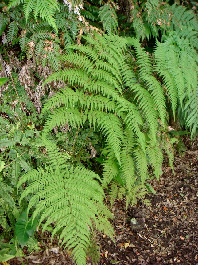 Flora of New Zealand | Taxon Profile | Macrothelypteris torresiana