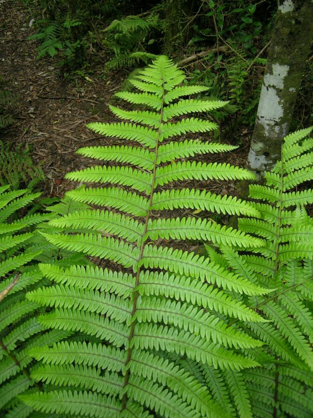 Flora of New Zealand | Taxon Profile | Pneumatopteris pennigera