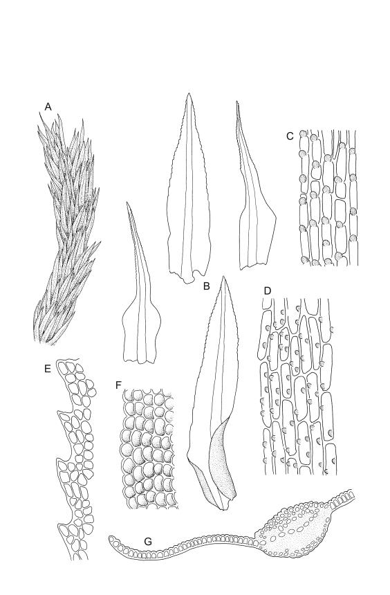 Flora of New Zealand | Taxon Profile | Timmia norvegica