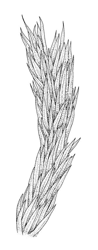 Flora of New Zealand | Taxon Profile | Timmiaceae