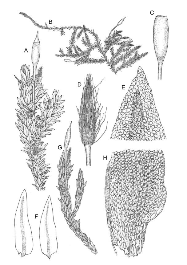 Flora of New Zealand | Taxon Profile | Macrocoma tenue subsp. tenue