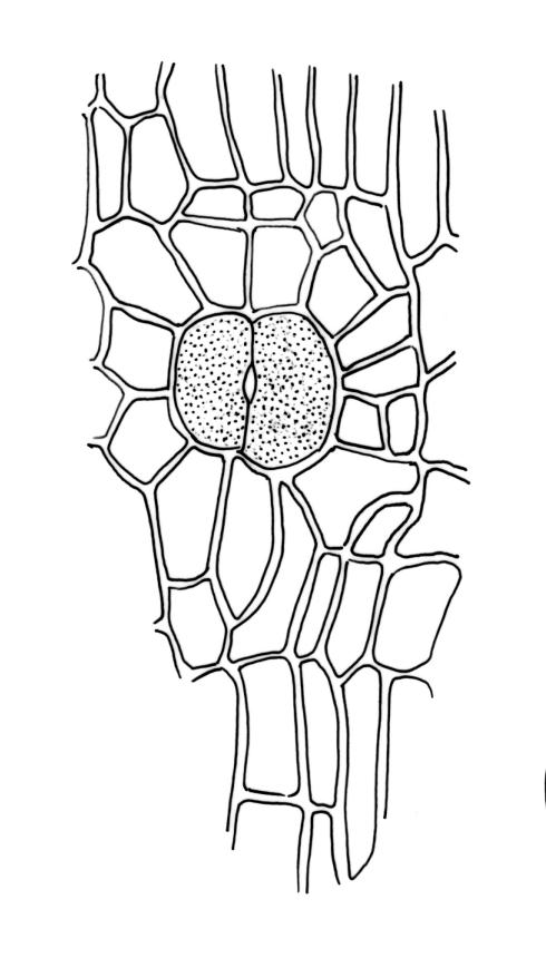 Flora of New Zealand | Taxon Profile | Orthotrichum hortense