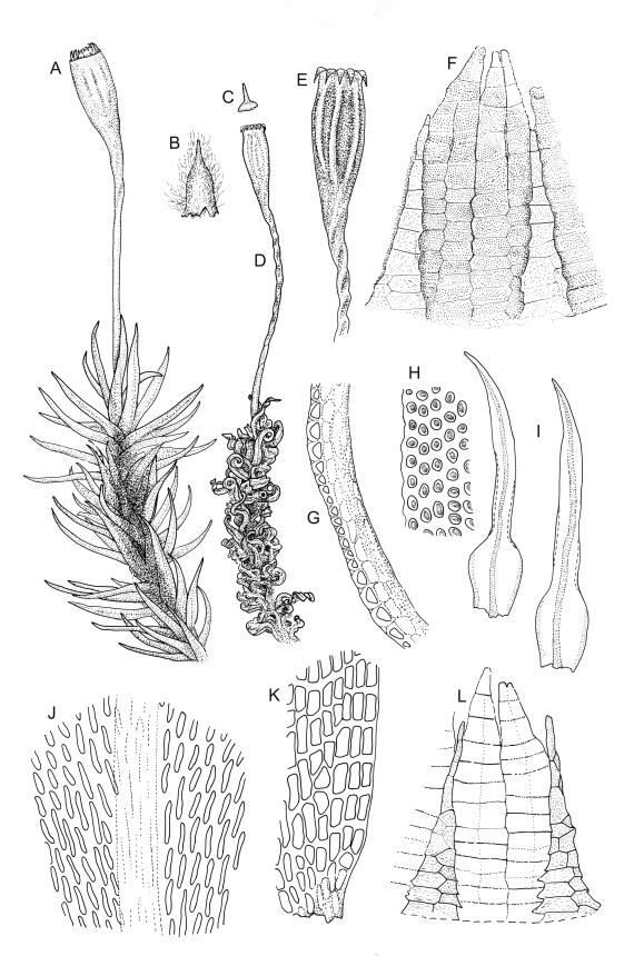 Flora of New Zealand | Taxon Profile | Ulota lutea