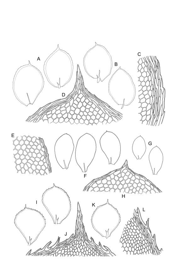 https://www.nzflora.info/factsheet/Taxon/Calyptrochaeta-flexicollis.html