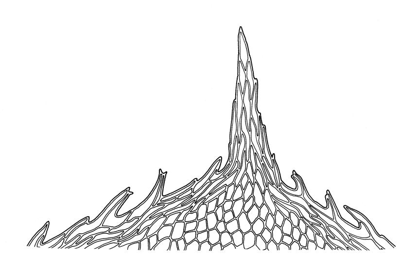 https://www.nzflora.info/factsheet/Taxon/Calyptrochaeta-flexicollis.html