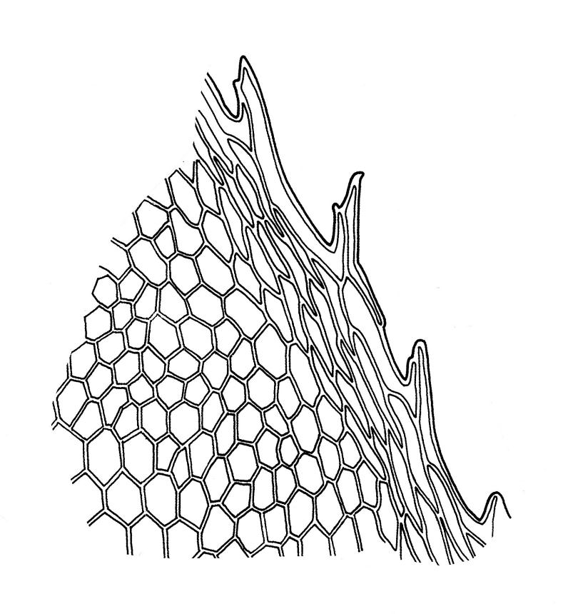 https://www.nzflora.info/factsheet/Taxon/Calyptrochaeta-flexicollis.html