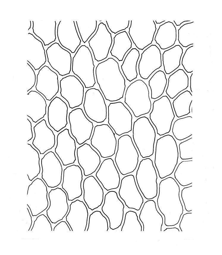 Flora of New Zealand | Taxon Profile | Calyptrochaeta cristata