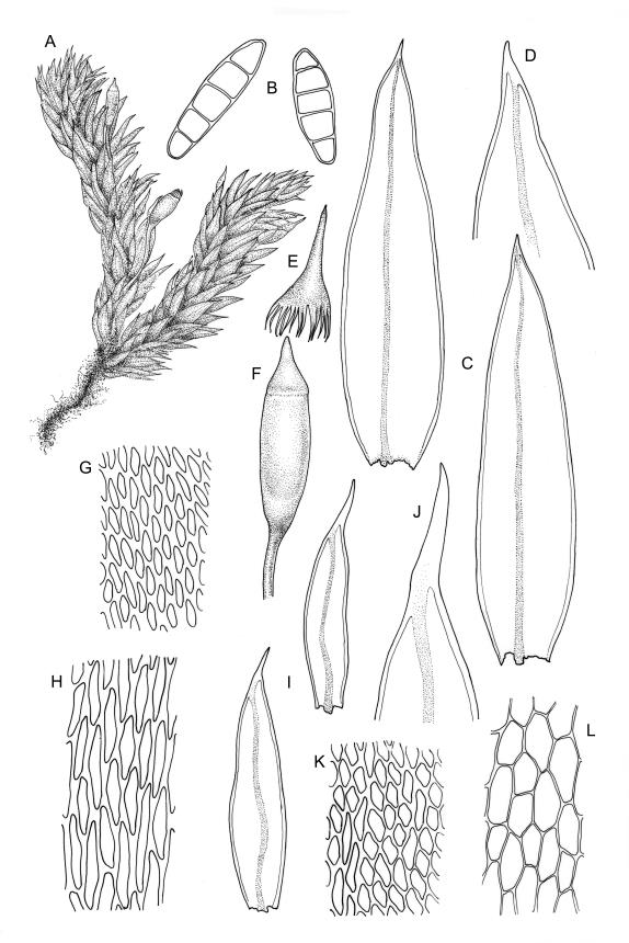 https://www.nzflora.info/factsheet/Taxon/Crosbya-straminea.html