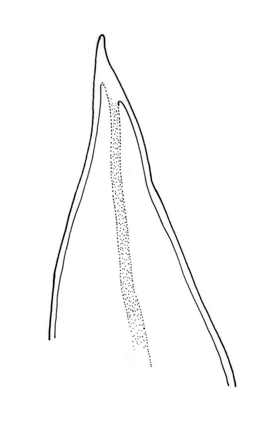 https://www.nzflora.info/factsheet/Taxon/Crosbya-straminea.html