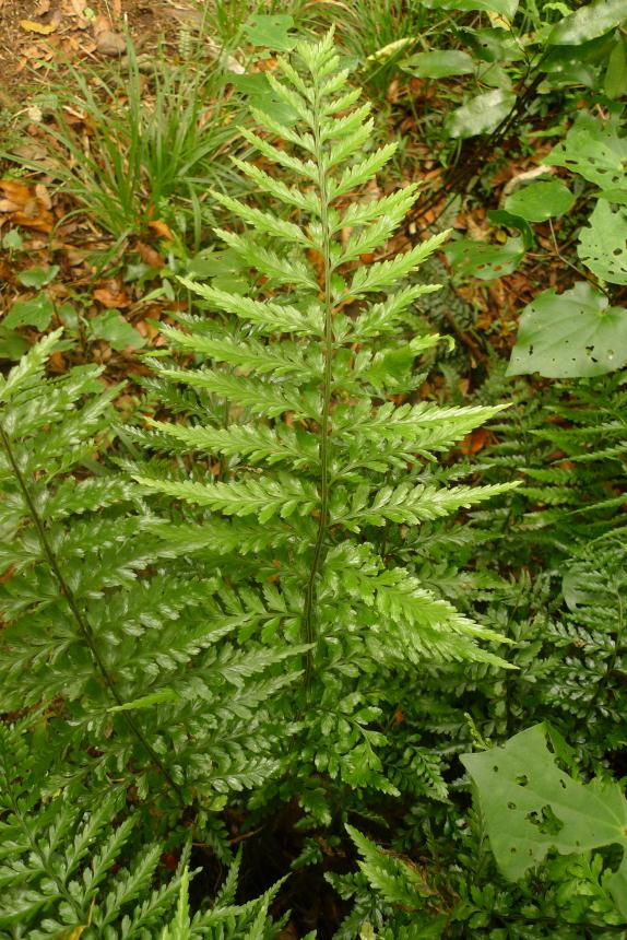 Flora of New Zealand | Taxon Profile | Asplenium lamprophyllum