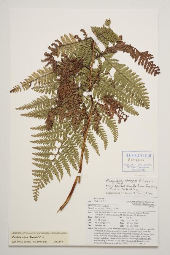 Flora of New Zealand | Taxon Profile | Microlepia strigosa