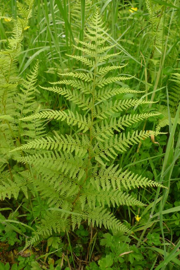 Flora of New Zealand | Taxon Profile | Paesia scaberula