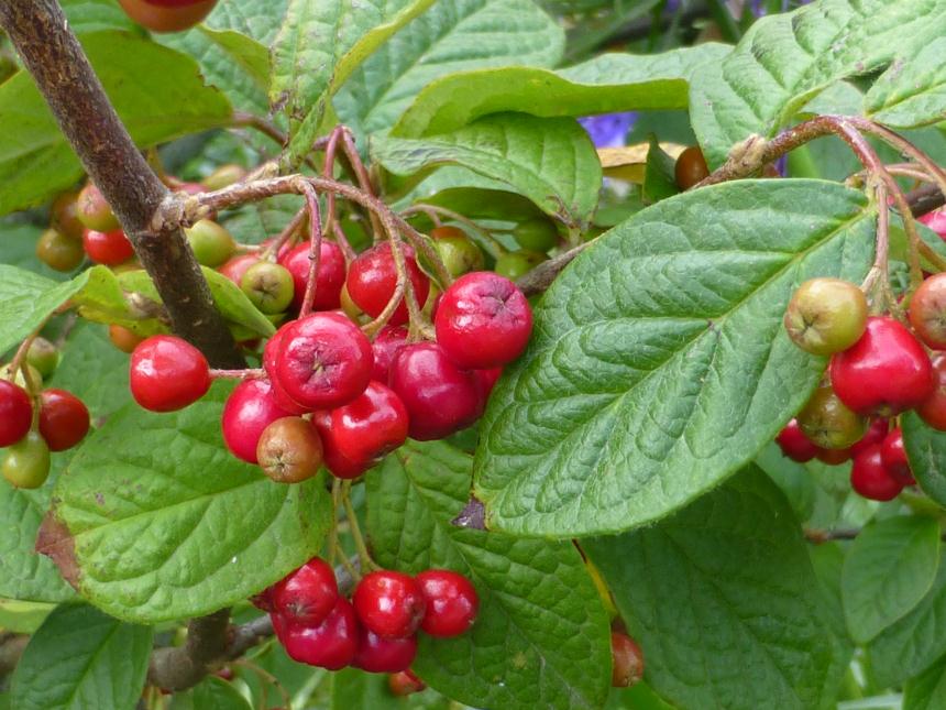 Flora of New Zealand | Taxon Profile | Cotoneaster