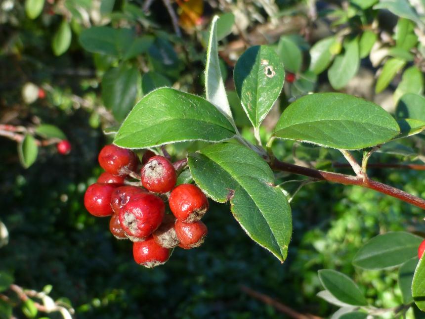 Flora of New Zealand | Taxon Profile | Cotoneaster pannosus