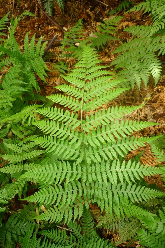 Flora of New Zealand | Taxon Profile | Deparia petersenii