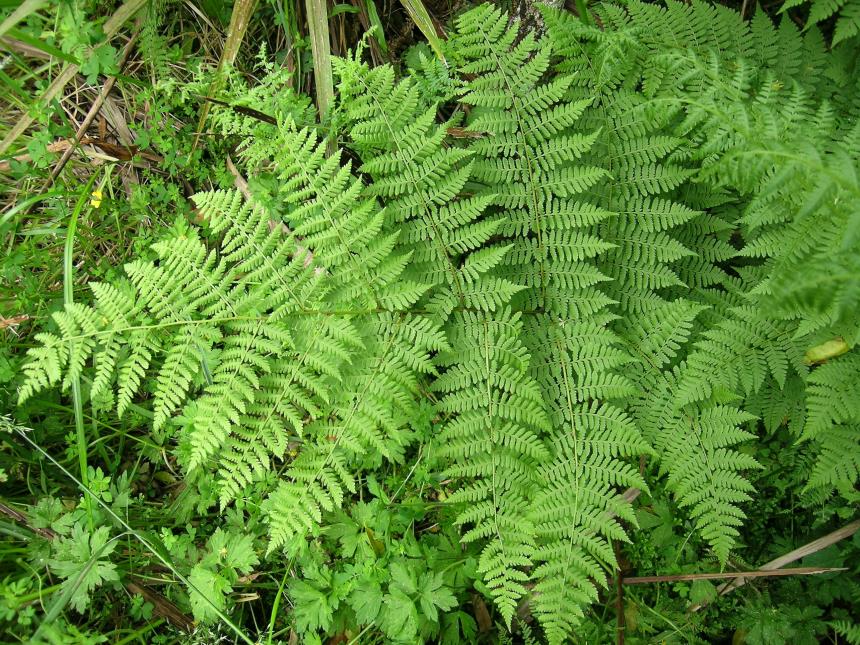 Flora of New Zealand | Taxon Profile | Diplazium australe