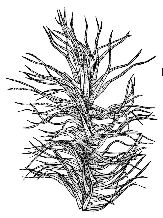 Flora of New Zealand | Taxon Profile | Dicranoloma dicarpum