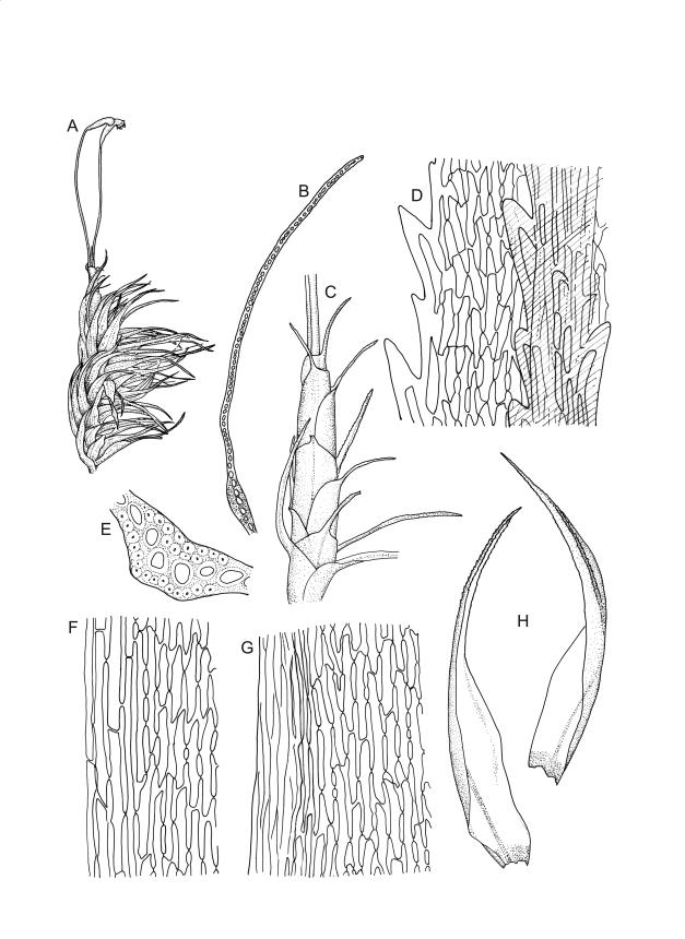 Flora of New Zealand | Taxon Profile | Dicranoloma plurisetum