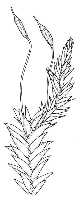 Flora of New Zealand | Taxon Profile | Hampeella pallens