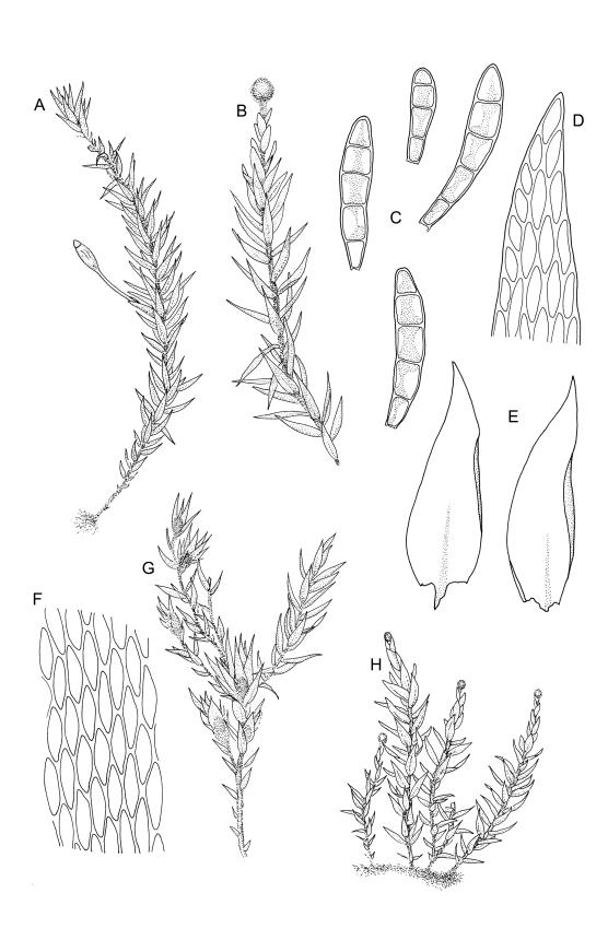 Flora of New Zealand | Taxon Profile | Tetraphidopsis pusilla