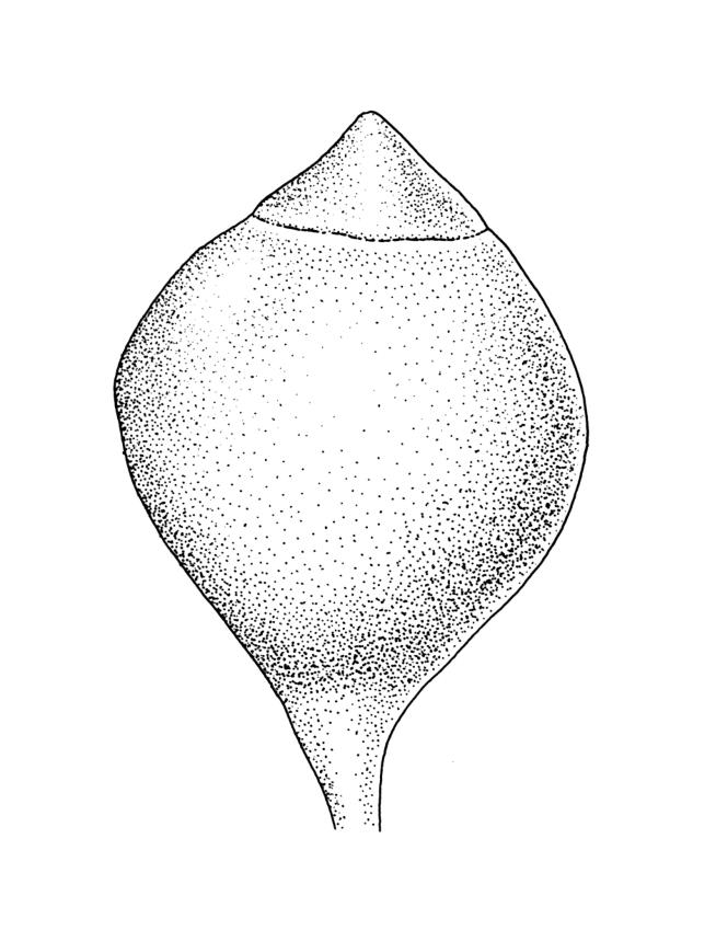 Flora of New Zealand | Taxon Profile | Physcomitrium pyriforme