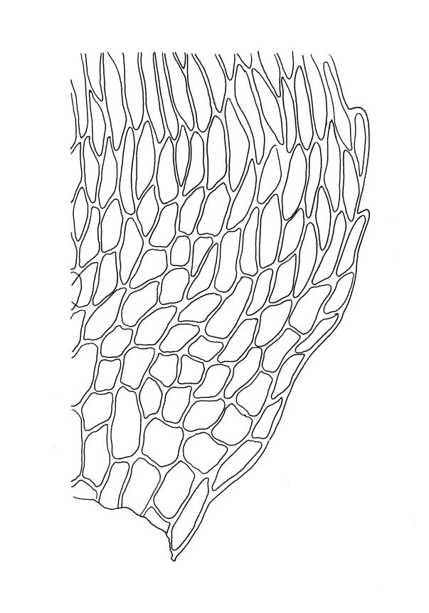 Flora of New Zealand | Taxon Profile | Brachythecium campestre