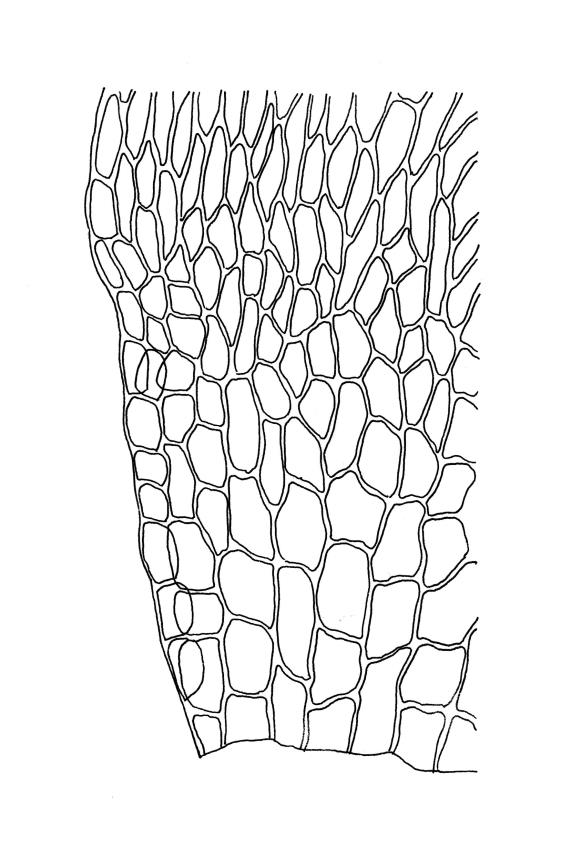 Flora of New Zealand | Taxon Profile | Brachythecium plumosum