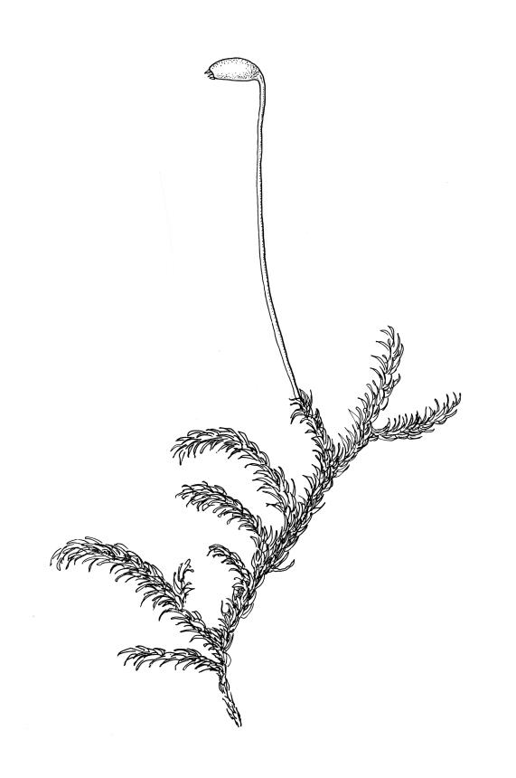 Flora of New Zealand | Taxon Profile | Brachythecium paradoxum