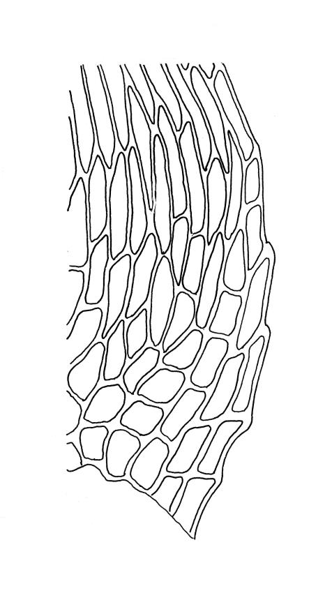 Flora of New Zealand | Taxon Profile | Brachythecium paradoxum