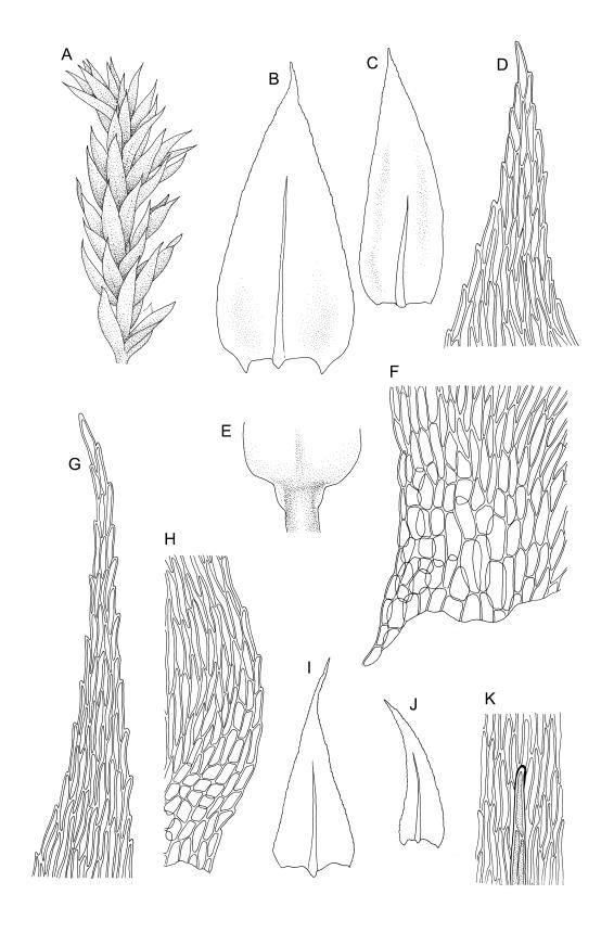 Flora of New Zealand | Taxon Profile | Brachythecium velutinum