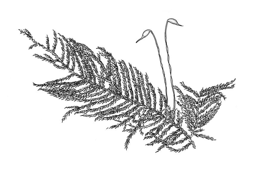 Flora of New Zealand | Taxon Profile | Eurhynchium praelongum