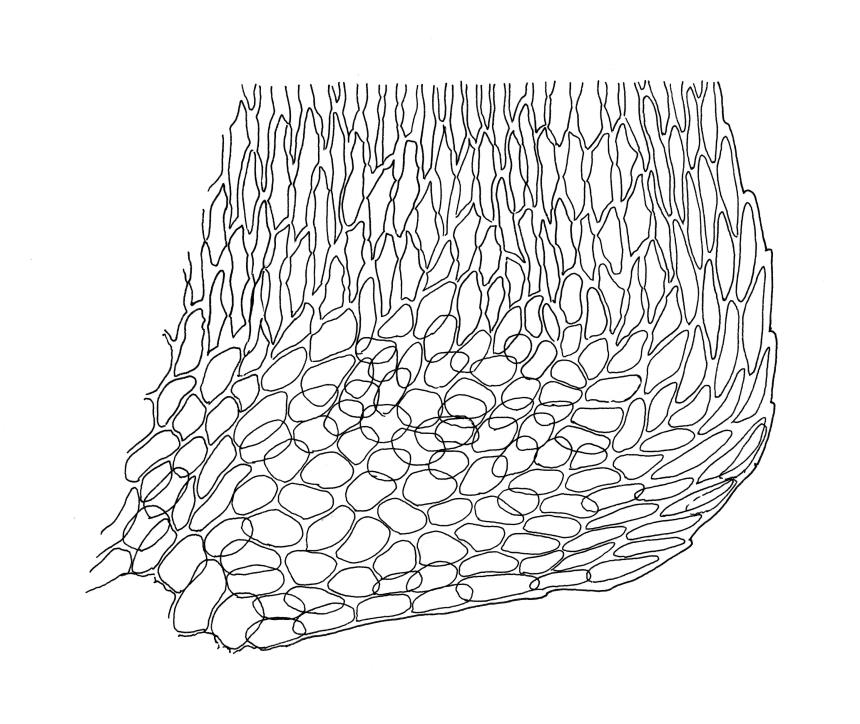 Flora of New Zealand | Taxon Profile | Palamocladium leskeoides