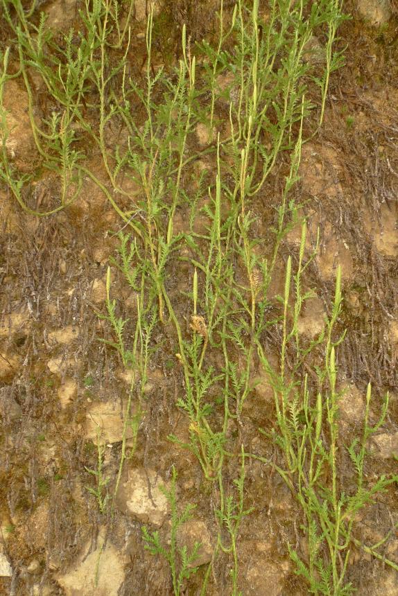 Flora of New Zealand | Taxon Profile | Lycopodium scariosum