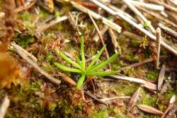 Flora of New Zealand | Taxon Profile | Phylloglossum drummondii