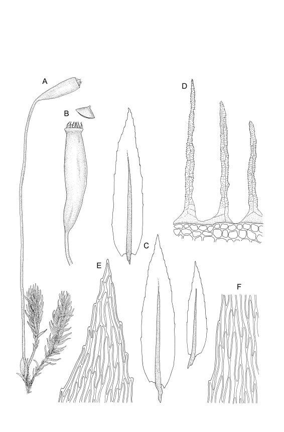 https://www.nzflora.info/factsheet/Taxon/Mielichhoferia-bryoides.html