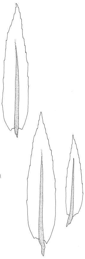 https://www.nzflora.info/factsheet/Taxon/Mielichhoferia-bryoides.html